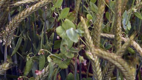 Mélange de pois Assas et de triticale. © Weber Mélange de pois Assas et de triticale. © Weber